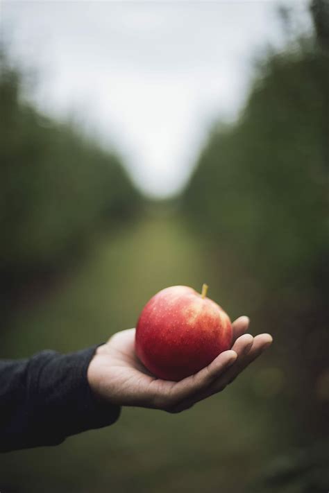 HD wallpaper: apple on person's hand, person holding a red apple using left hand in selective ...