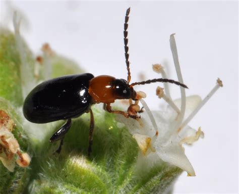 CalPhotos Luperomorpha Xanthodera Flea Beetle Shown With Oregano