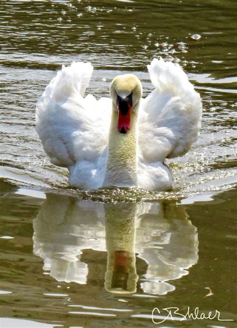 swan song ctshlaer photography