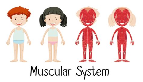 Muscular System Of Boy And Girl 591099 Vector Art At Vecteezy