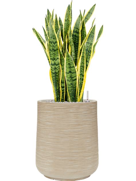 Sansevieria Trifasciata Laurentii Donica Baq Dune System