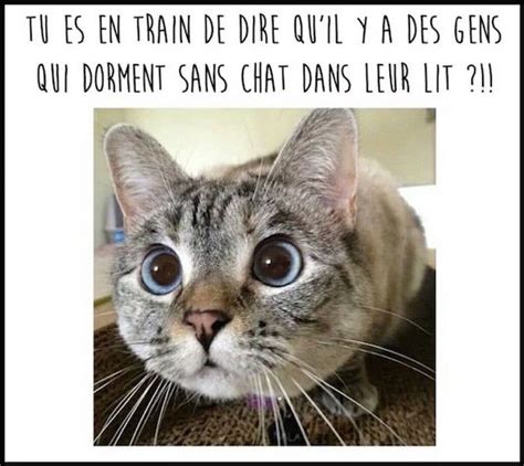 Épinglé Par Le Ve Sur Humour Humour Animaux Chat Humour Chats Drôles