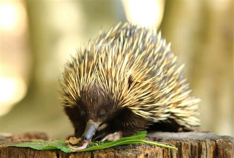 Fact File Short Beaked Echidna Tachyglossus Aculeatus Australian