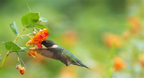 Hummingbird Feeding From Flower ruby-throated Hummingbird Sips Nectar ...