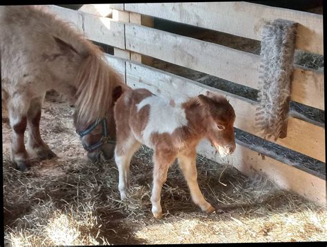 Pferdemarkt Pony Mini Shetland Stute Kaufen Landwirt