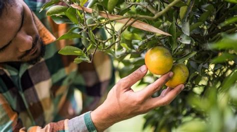 Sulitnya Jadi Petani Di Lereng Kendeng Susah Dapat Pupuk