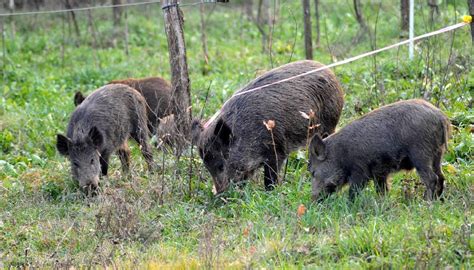 Roma I Cinghiali Attraversano La Strada Sulle Strisce Pedonali Il Video