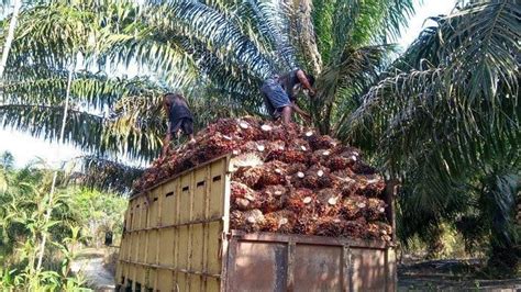 Harga Sawit Riau Naik Per Kg Media Perkebunan