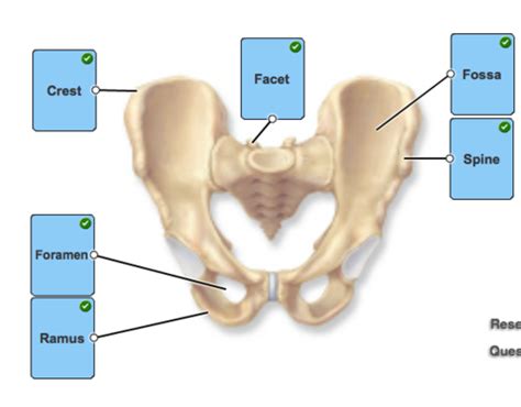 L22 Pelvis And Perineum Flashcards Quizlet