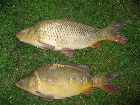 Fichier Cyprinus Carpio Wikip Dia