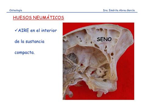 Osteología