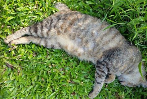 Another Alleged Yishun Cat Killer Arrested After A Cat From His Household Was Found Dead Coconuts