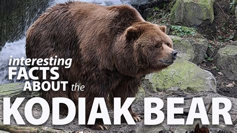 Interesting Facts About Kodiak Bears Youtube