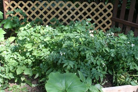 The Little Backyard Farm: Potato harvest