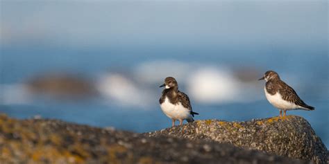 D Couvrir Les Oiseaux Avec La Lpo Bretagne Lpo Ligue Pour La