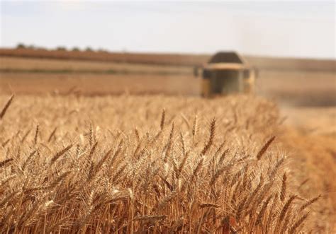 Russian Domestic Wheat Market Is Weakening As Farmers Are Starting To Sell The Sizov Report Blog