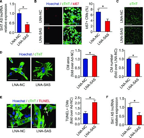 Sirt1 Antisense As Long Noncoding Rna Lncrna Is Required For