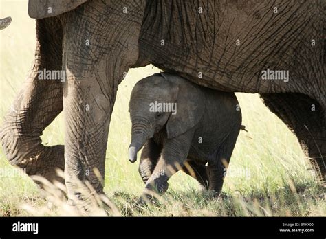 Elephant mother and calf Stock Photo - Alamy