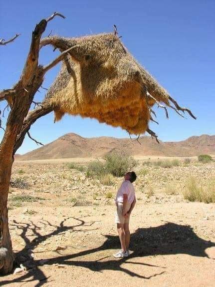 Tigotanguanche On Twitter Rt Txabersaenz He Aqu El Colosal Nido