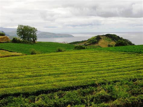 Os 9 melhores trilhos da Ilha de São Miguel VortexMag