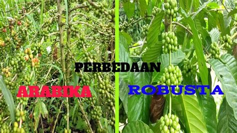 Perbedaan Daun Kopi Arabika dan Robusta - Versus Beda