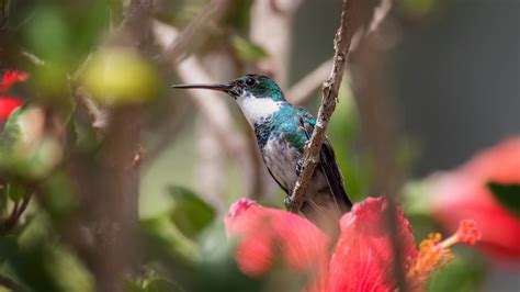 Blue White Sharp Beak Hummingbird Is Standing On Plant Stalk In Blur