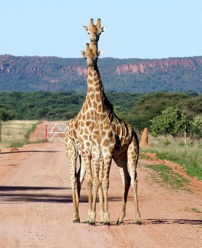 Wildlife Safari in Namibia's Northern Parks - Adventure Africa ...