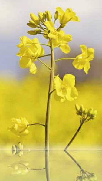 Semi Di Colza Precoce Harcol Momont Inverno Resistente Ai Phoma