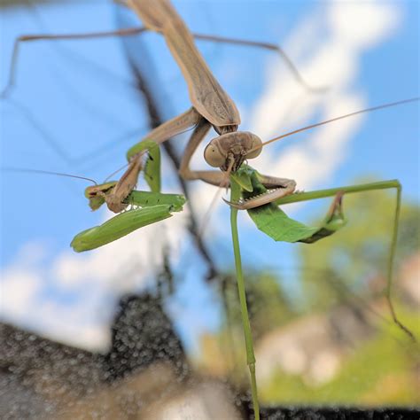 Praying Mantis Eating Younger Praying Mantis Rnatureismetal