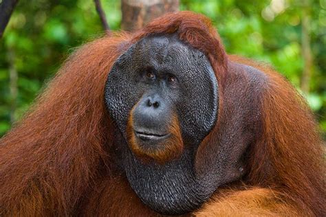 Interesting Facts About Orangutans The Facts Vault