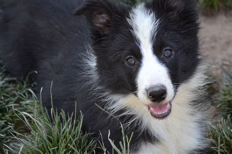 The Border Collie The Surprising And Intelligent Dog That Makes A