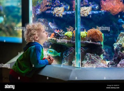 Little Boy Watching Tropical Coral Fish In Large Sea Life Tank Kids At