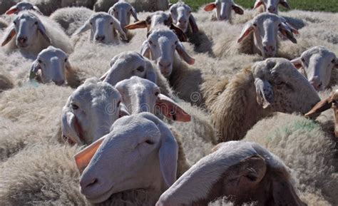 Livestock Farm Herd Of Sheep Stock Photo Image Of Lamb Grazing