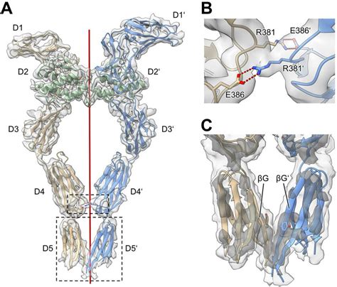 Cryo Em Structure Of Full Length Kit T417i ∆418 419 Scf Dimers A Download Scientific