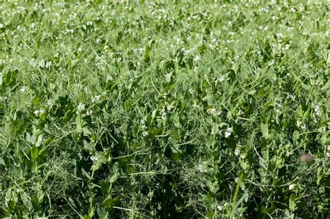 Un Campo De Agricultores Donde Crecen Los Guisantes Verdes Los