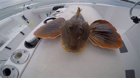 Sea Robin Youtube