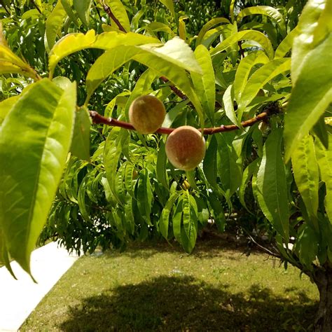 Everything to Know About Dwarf Peach Tree | Plantly