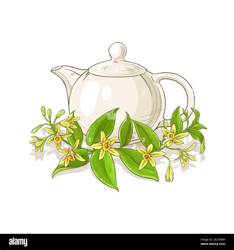 Vanilla Tea Vector Illustration Stock Photo Alamy