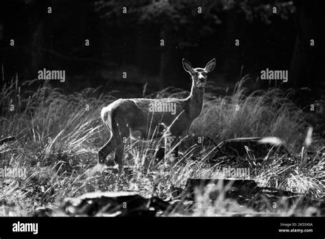 Baby Deer In Forest Stock Photo Alamy