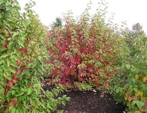 Red Osier Dogwood — Underwood Conservation District