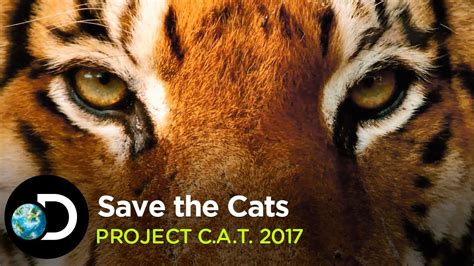 Save The Cats Project Cat 2017 Youtube