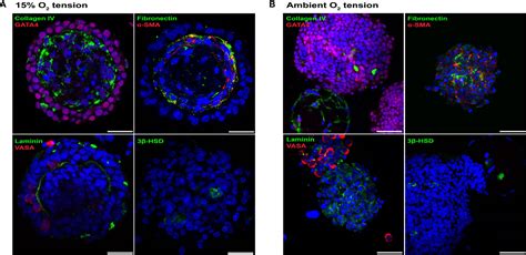 Frontiers Organotypic Rat Testicular Organoids For The Study Of