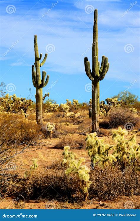 Old Saguaro Cactus Sonora Desert Arizona Stock Image - Image of ...