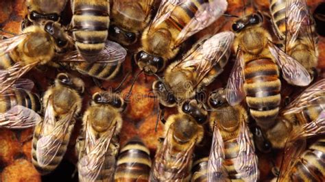 Honey Bee Brood Honeycomb Brood Care The Birth Of A Bee Worker Bee Emerging From Cell Stock