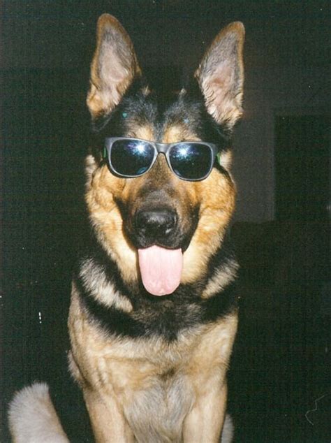 The Daily Cute 15 Dogs Wearing Sunglasses Dogs German Shepherd Dogs