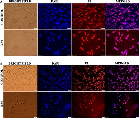 DAPI And PI Staining Of 6ha Treated A A549 And B MDA MB 231 Cells