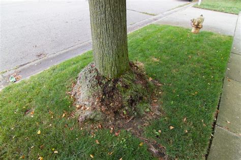 Tree And Shrub Removal And Stump Grinding Salient Landscaping