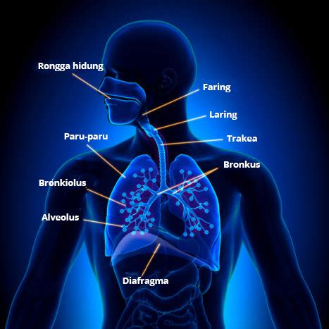 Mengenal Diafragma Otot Dengan Fungsi Penting Dalam Pernapasan
