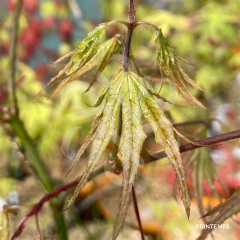 Acer Palmatum Amber Ghost Rable Du Japon Palmatia Plantes