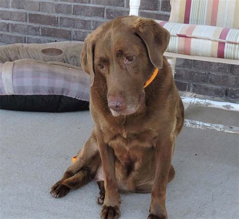 Kate The Chocolate Labrador Retriever Dogperday